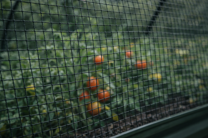 Hochbeet-System "Smaragd" – Mit Allwetter- & Vogelschutzhaube